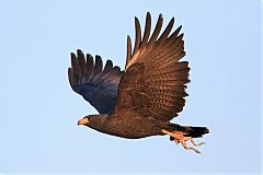 Common Black Hawk